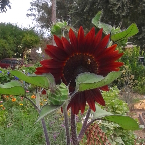 Meet your Posher, Tj - Picture 4 of 10